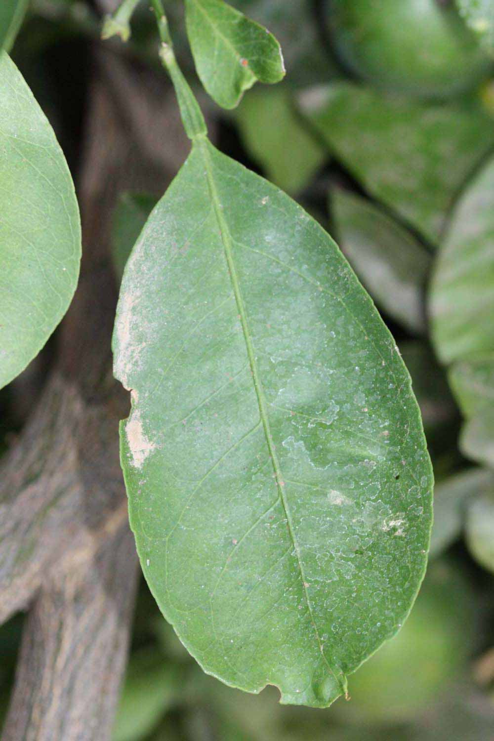              Unifoliolate leaf (Riverside, CA)       